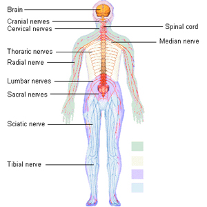 Images of Nervous System - The Nervous System